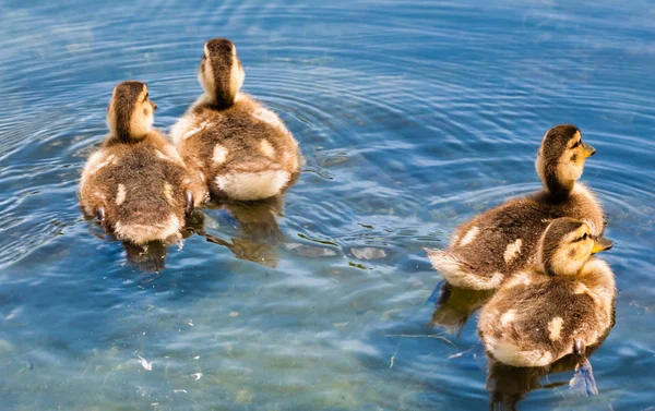 Vier süße Entchen schwimmen weg — Stockfoto