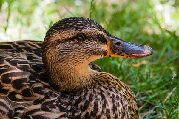 Kadın yeşilbaş ördek taraftan Close-Up — Stok fotoğraf