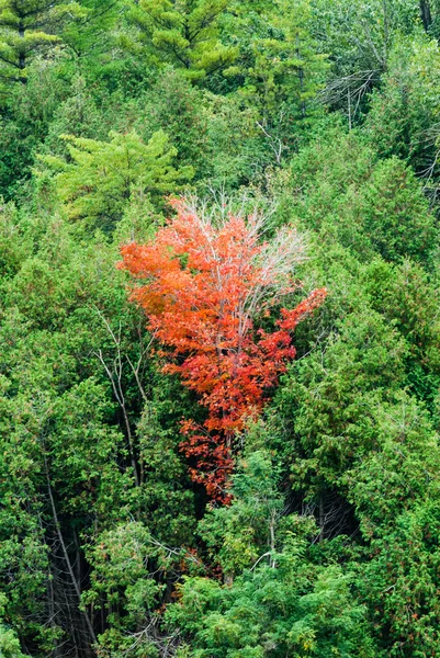 Single red tree in green forest — Stock Photo, Image