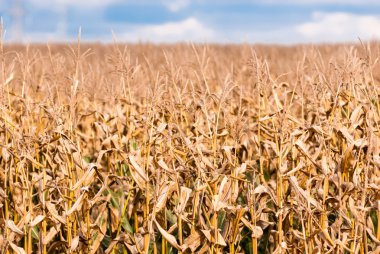 Kahverengi Mısır saplarını bulanık alanda Kuru