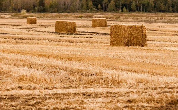 Quattro balle quadrate di fieno su campo giallo vuoto — Foto Stock