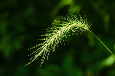 Yakın çekim yeşil çim kafa