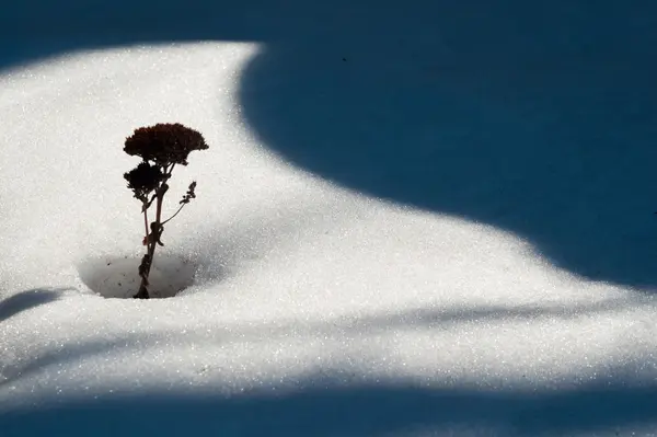 Enda torr planta i vit snö nära skuggor. — Stockfoto