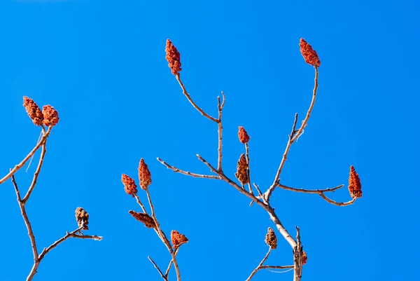 Bare sumac branches and flower pods on blue sky. — Stock Photo, Image