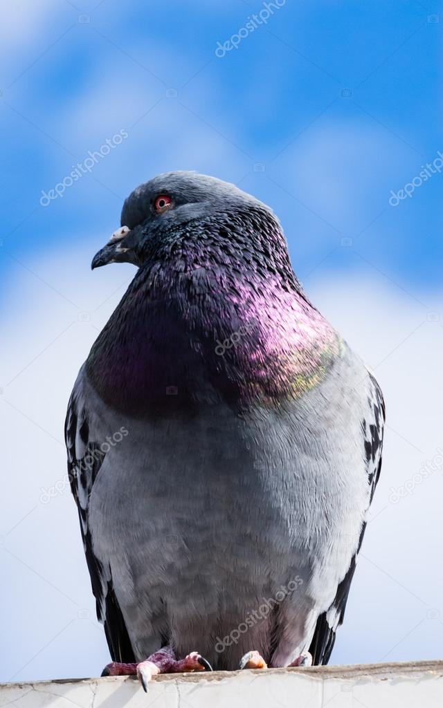 Colorful gray pigeon perched facing left against clouds.