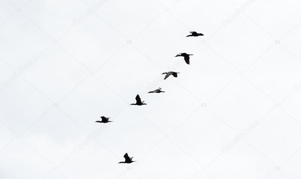 Six cormorants in formation on white sky