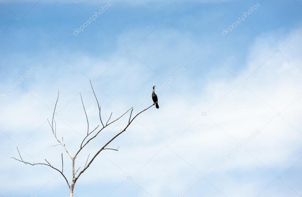 Single cormorant on dry tree looking up
