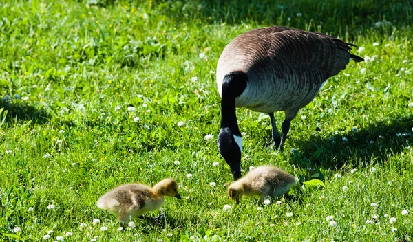 Single Canada Goose with two goslings in grass — Stock Photo, Image