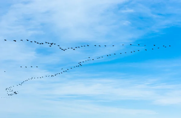 Large flock of cormorants flying in V formation