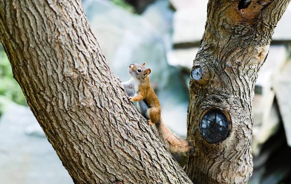 Squirrel on large angled tree branch — Stock Photo, Image