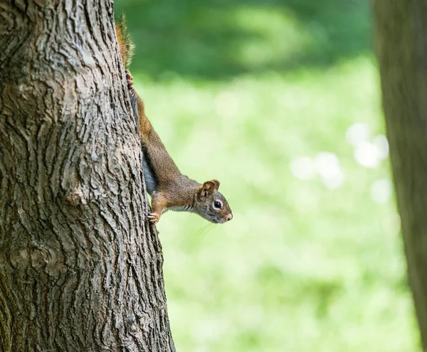 Squirrel on tree walking down looking out — Stock Photo, Image