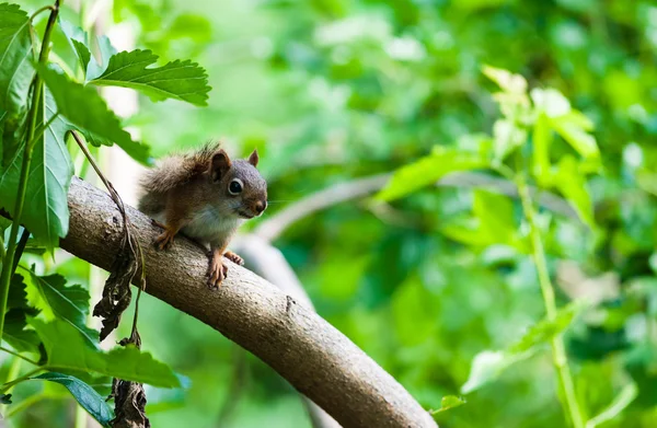 Squirrel on diagonal branch among green leaves — Stock Photo, Image