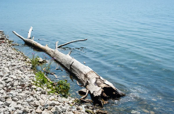 Large driftwood log at shallow rocky shore — Stock Photo, Image