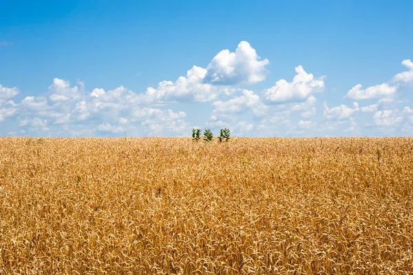 Yellow wheat field horizon with clouds and isolated plants — Stock Photo, Image
