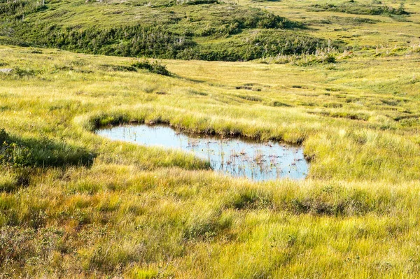 泥泞的草地上的大水坑里 — 图库照片