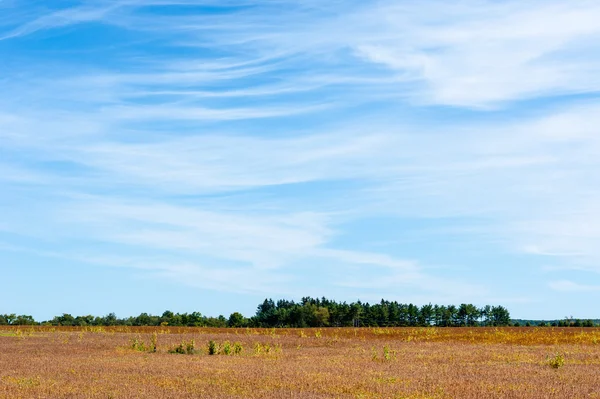 Large empty field ending at tree line under cirrus clouds — Stock Photo, Image