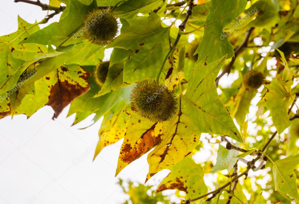 Spiky green chestnuts among leaves on branches