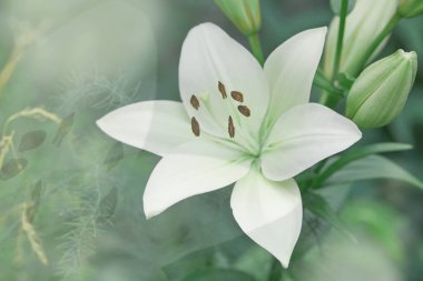 Lilium candidum çiçeği. Bahçedeki güzel beyaz bitki. Madonna zambağı çiçeği, yeşil arkaplan.