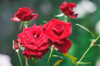 Bahçede kırmızı gül çiçekleri. Güzel çiçekler, kadınlar için güzel bir hediye. Dekoratif gül ağacı