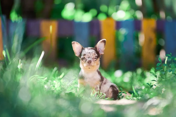 Chihuahua Cachorro Perrito Jardín Lindo Perrito Hierba Raza Chihuahua Pelo — Foto de Stock