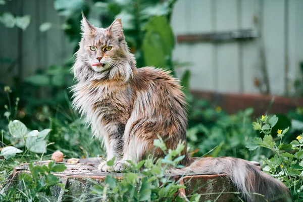 Maine Mosómedve Macska Kertben Telek Felnőtt Aranyos Macska Séta Park — Stock Fotó