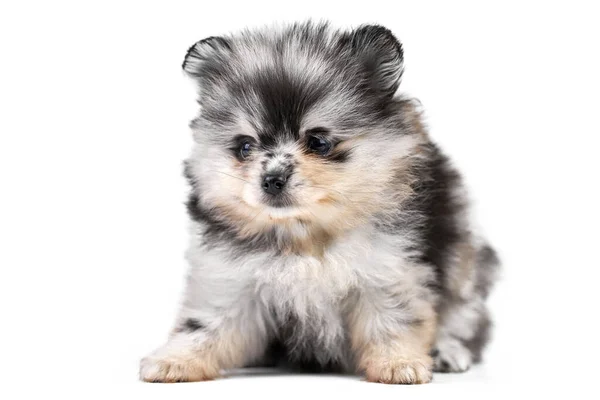 Pomerania Spitz Cucciolo Isolato Cane Carino Grigio Pomerania Bianco Nero — Foto Stock