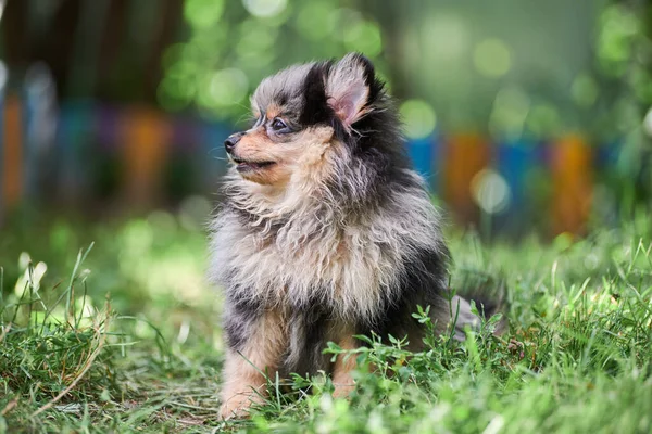 Pomeranian Spitz Puppy Tuin Leuke Pomeranian Hond Wandeling Puppy Zwart — Stockfoto