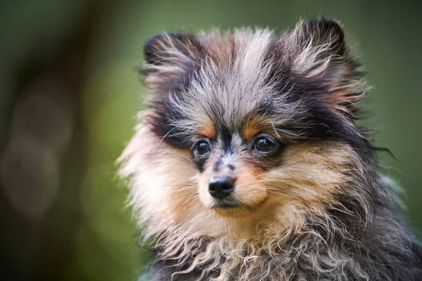 Pomorski Szczeniak Spitz Ogrodzie Bliska Portret Twarzy Słodki Pies Pomeranian — Zdjęcie stockowe