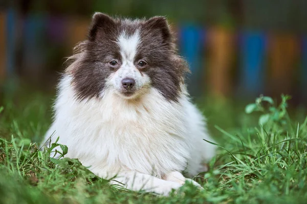 Pomorski Pies Spitz Ogrodzie Cute Pomeranian Szczeniak Spacerze Biały Czarny — Zdjęcie stockowe