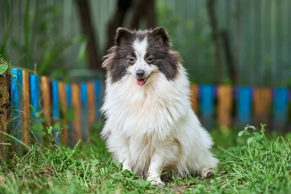 Pomorski Pies Spitz Ogrodzie Cute Pomeranian Szczeniak Spacerze Biały Czarny — Zdjęcie stockowe