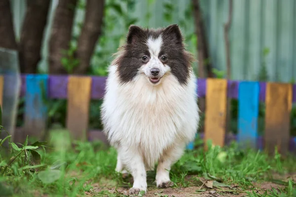 Pomorski Pies Spitz Ogrodzie Cute Pomeranian Szczeniak Spacerze Biały Czarny — Zdjęcie stockowe