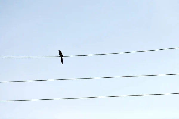 Pássaro Sozinho Arame Conceito Solidão Auto Isolamento Externo — Fotografia de Stock