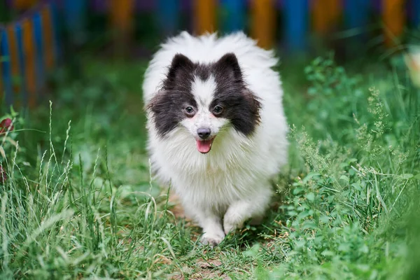 Pomorski Pies Spitz Trawie Ogrodowej Słodki Pomeranian Szczeniak Spacerze Śmieszne — Zdjęcie stockowe