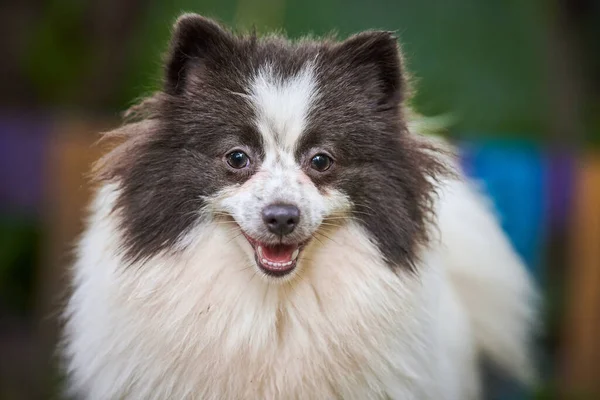 Pomorski Pies Spitz Ogrodzie Bliska Portret Twarzy Słodki Pomeranian Szczeniak — Zdjęcie stockowe