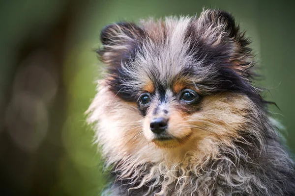 Pomeranian Spitz Puppy Garden Close Face Portrait Cute Pomeranian Dog — Stock Photo, Image