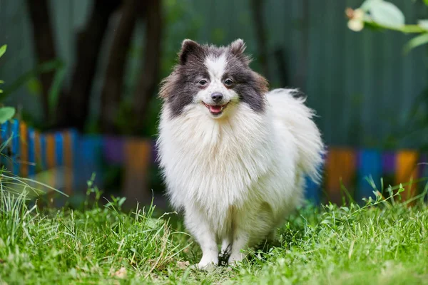 Pommerse Spitz Hond Tuin Leuke Pomeranian Puppy Wandeling Witte Zwarte — Stockfoto