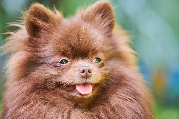 Pomeranian Spitz Dog Garden Close Face Portrait Cute Brown Pomeranian — Stock Photo, Image