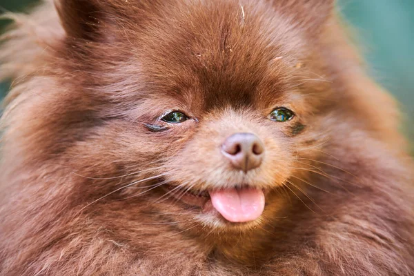 Pomorski Pies Spitz Ogrodzie Bliska Portret Twarzy Słodki Brązowy Szczeniak — Zdjęcie stockowe