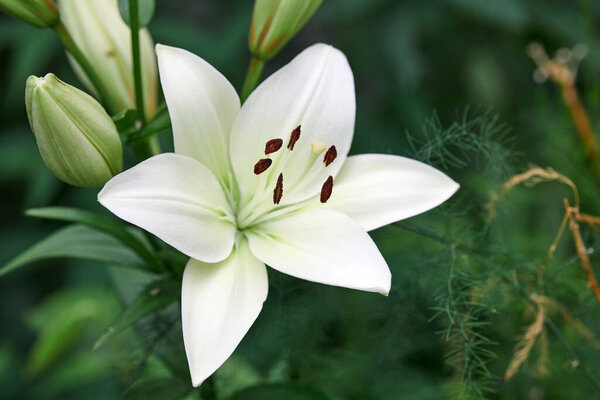 Lilium candidum flower. Beautiful white plant in garden. Madonna lily flower, green background.