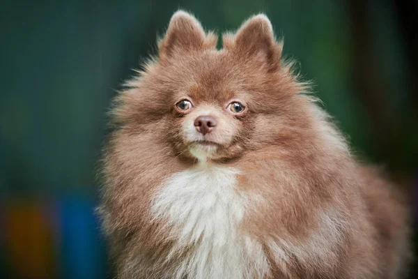 Pomorski Pies Spitz Ogrodzie Bliska Portret Twarzy Słodki Pomeranian Szczeniak — Zdjęcie stockowe