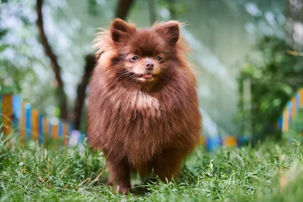 Pomeranský Špicl Zahradě Roztomilé Hnědé Pomeranian Štěně Procházce Family Friendly — Stock fotografie