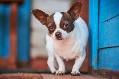 Chihuahua köpeği, verandanın yanında küçük bir köpek. Çimlerin üzerinde şirin küçük bir köpek. Kısa saçlı chihuahua cinsi..