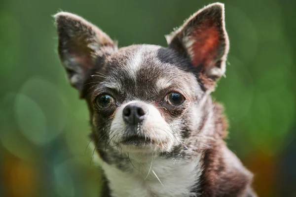 Retrato Cachorro Chihuahua Cachorrinho Jardim Cão Pequeno Bonito Grama Raça — Fotografia de Stock