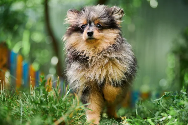 Pomorski Szczeniak Spitz Ogrodzie Słodki Pies Pomeranian Spacerze Szczeniak Czarny — Zdjęcie stockowe