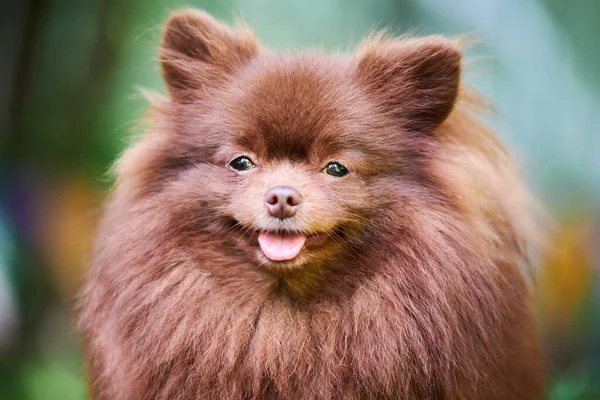 庭のポメラニアスピッツ犬 顔の肖像画を閉じます 可愛い茶色のポメラニアンの子犬が歩いています 家族に優しい面白いスピッツポム犬 緑の草の背景 — ストック写真