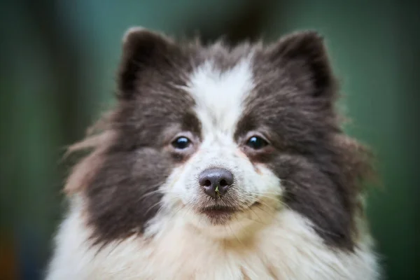 Pomorski Pies Spitz Ogrodzie Bliska Portret Twarzy Słodki Pomeranian Szczeniak — Zdjęcie stockowe