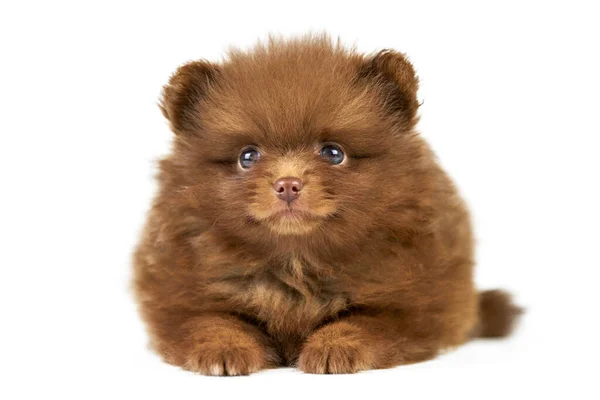 Pomorski Szczeniak Spitz Odizolowany Cute Brązowy Pies Pomeranian Białym Tle — Zdjęcie stockowe