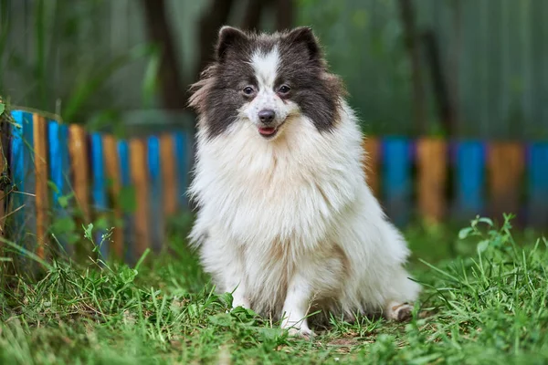 포메라니안 스피츠 Pomeranian Spitz 정원의 푸메라니 강아지는 귀엽고 색입니다 가족의 — 스톡 사진