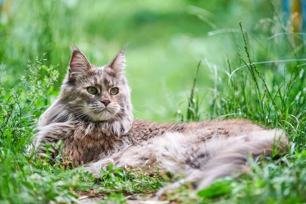 Maine Mosómedve Macska Parkban Felnőtt Aranyos Macska Séta Kertben Legnagyobb — Stock Fotó