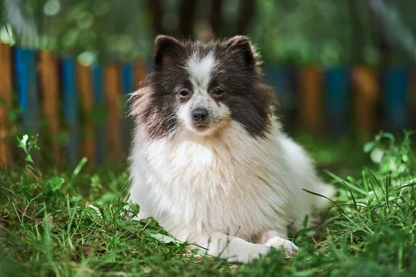 Pomorski Pies Spitz Ogrodzie Cute Pomeranian Szczeniak Spacerze Biały Czarny — Zdjęcie stockowe